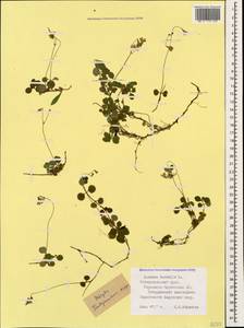 Linnaea borealis L., Caucasus, Stavropol Krai, Karachay-Cherkessia & Kabardino-Balkaria (K1b) (Russia)