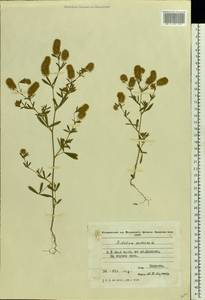 Trifolium arvense L., Eastern Europe, Moldova (E13a) (Moldova)