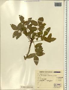 Pistacia atlantica Desf., South Asia, South Asia (Asia outside ex-Soviet states and Mongolia) (ASIA) (Iran)