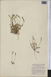 Leavenworthia uniflora (Michx.) Britton, America (AMER) (United States)
