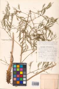 Asparagus officinalis L., Eastern Europe, Lower Volga region (E9) (Russia)