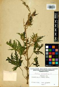 Urtica cannabina L., Siberia, Baikal & Transbaikal region (S4) (Russia)