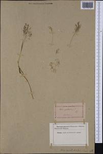 Antinoria agrostidea (DC.) Parl., Western Europe (EUR) (Not classified)