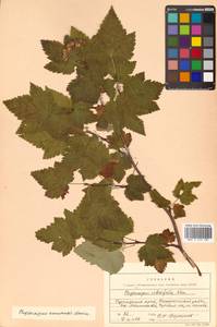 Physocarpus amurensis (Maxim.) Maxim., Siberia, Russian Far East (S6) (Russia)