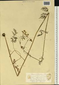 Chaerophyllum prescottii DC., Eastern Europe, Lower Volga region (E9) (Russia)