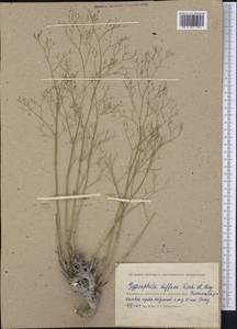 Gypsophila diffusa Fisch. & C. A. Mey. ex Rupr., Middle Asia, Caspian Ustyurt & Northern Aralia (M8) (Kazakhstan)