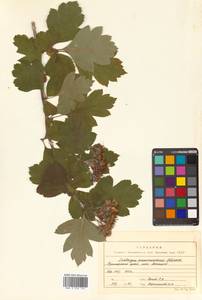 Crataegus maximowiczii C. K. Schneid., Siberia, Russian Far East (S6) (Russia)