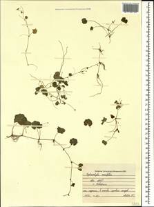 Hydrocotyle ramiflora Maxim., Caucasus, Abkhazia (K4a) (Abkhazia)