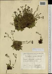 Eritrichium sericeum (Lehm.) A. DC., Siberia, Chukotka & Kamchatka (S7) (Russia)