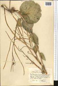 Chalcanthus renifolius (Boiss. & Hohen.) Boiss., Middle Asia, Western Tian Shan & Karatau (M3) (Uzbekistan)
