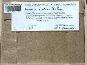 Lepidozia reptans (L.) Dumort., Bryophytes, Bryophytes - North Caucasus & Ciscaucasia (B12) (Russia)
