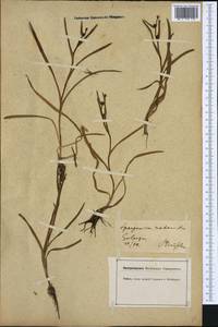 Sparganium natans L., Western Europe (EUR) (Germany)