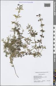 Galium aparine L., Eastern Europe, Moscow region (E4a) (Russia)