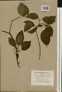 Cornus alba L., Eastern Europe, North-Western region (E2) (Russia)