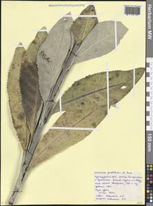 Verbascum gnaphalodes M.Bieb., Caucasus, Black Sea Shore (from Novorossiysk to Adler) (K3) (Russia)