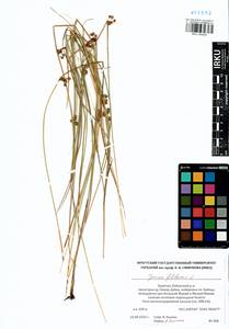 Juncus filiformis L., Siberia, Baikal & Transbaikal region (S4) (Russia)