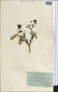 Miltianthus portulacoides (Cham.) Bunge, Middle Asia, Syr-Darian deserts & Kyzylkum (M7)