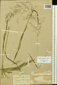 Agrostis gigantea Roth, Siberia, Altai & Sayany Mountains (S2) (Russia)