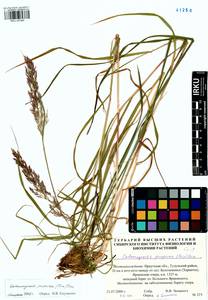 Calamagrostis purpurea (Trin.) Trin., Siberia, Baikal & Transbaikal region (S4) (Russia)