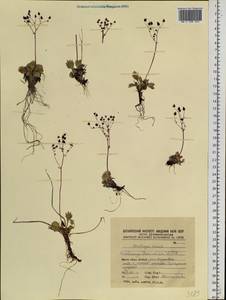 Micranthes davurica (Willd.) Small, Siberia, Chukotka & Kamchatka (S7) (Russia)