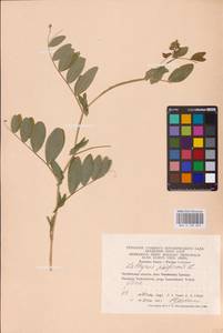 Lathyrus pisiformis L., Eastern Europe, Eastern region (E10) (Russia)