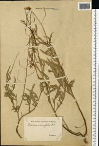 Diplotaxis tenuifolia (L.) DC., Eastern Europe, Estonia (E2c) (Estonia)
