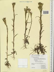 Dianthus armeria L., Eastern Europe, Central region (E4) (Russia)