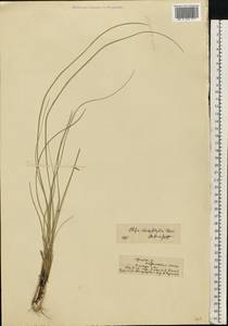 Stipa dasyphylla (Lindem.) Czern. ex Trautv., Eastern Europe, Central forest-and-steppe region (E6) (Russia)