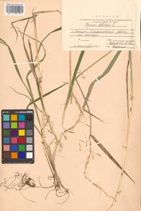 Elymus sibiricus L., Siberia, Russian Far East (S6) (Russia)