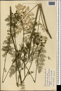 Gasparinia peucedanoides (M. Bieb.) Thell., Caucasus, Stavropol Krai, Karachay-Cherkessia & Kabardino-Balkaria (K1b) (Russia)