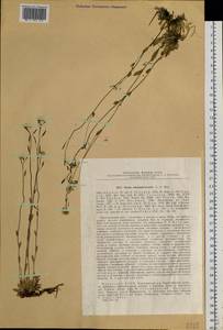 Draba subamplexicaulis C.A. Mey., Siberia, Baikal & Transbaikal region (S4) (Russia)