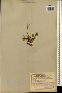 Potentilla argaea Boiss. & Balansa, Caucasus, Azerbaijan (K6) (Azerbaijan)