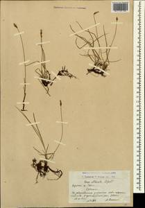 Carex obtusata Lilj., Caucasus, Armenia (K5) (Armenia)