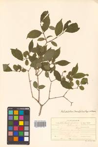 Philadelphus tenuifolius Rupr. & Maxim., Siberia, Russian Far East (S6) (Russia)