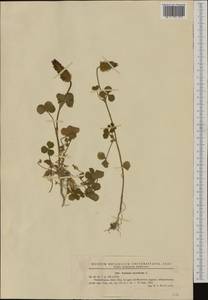 Trifolium incarnatum L., Western Europe (EUR) (Romania)