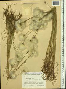 Eriophorum scheuchzeri Hoppe, Siberia, Western Siberia (S1) (Russia)