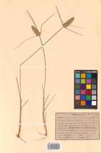 Carex neurocarpa Maxim., Siberia, Russian Far East (S6) (Russia)