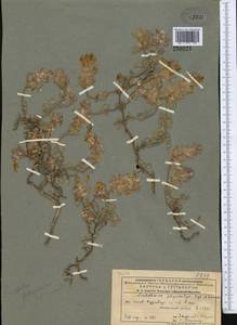 Scutellaria physocalyx Regel & Schmalh., Middle Asia, Pamir & Pamiro-Alai (M2) (Tajikistan)