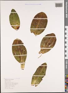 Himantoglossum caprinum (M.Bieb.) Spreng., Caucasus, Black Sea Shore (from Novorossiysk to Adler) (K3) (Russia)