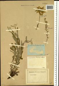 Leontopodium leontopodioides (Willd.) Beauverd, Siberia (no precise locality) (S0) (Russia)