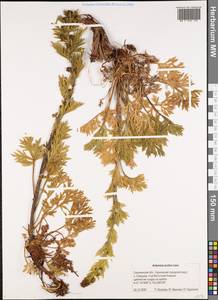 Artemisia norvegica subsp. saxatilis (Besser) H. M. Hall & Clem., Siberia, Russian Far East (S6) (Russia)