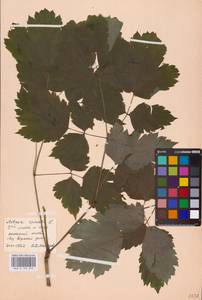 Actaea spicata L., Eastern Europe (no precise locality) (E0)