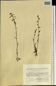 Campanula sibirica L., Siberia, Altai & Sayany Mountains (S2) (Russia)