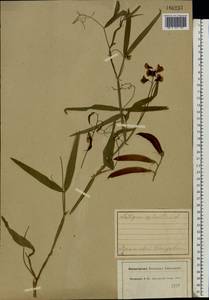 Lathyrus sylvestris L., Eastern Europe, Central forest region (E5) (Russia)