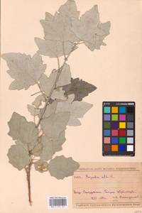Populus alba, Eastern Europe, Middle Volga region (E8) (Russia)