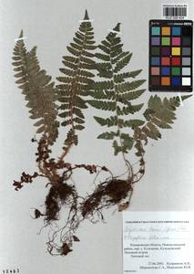 Polystichum braunii (Spenn.) Fée, Siberia, Altai & Sayany Mountains (S2) (Russia)