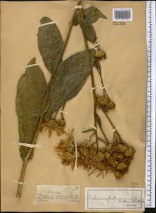 Inula grandis Schrenk ex Fisch. & C. A. Mey., Middle Asia, Dzungarian Alatau & Tarbagatai (M5) (Kazakhstan)