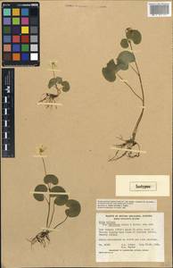 Viola crassa subsp. yatsugatakeana Takah., America (AMER) (Canada)