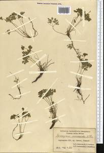 Isopyrum anemonoides Kar. & Kir., Middle Asia, Western Tian Shan & Karatau (M3) (Kyrgyzstan)