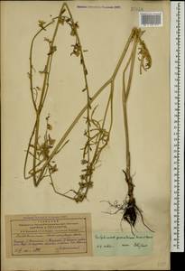 Delphinium cyphoplectrum subsp. pallidiflorum (Freyn) Rottenst., Caucasus, Azerbaijan (K6) (Azerbaijan)